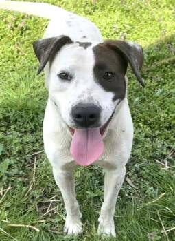 Terrier Dogs Available for Adoption in Frederick, Maryland - Molly-Available 5/3! Www.lhar.dog To Apply!  | PetCurious