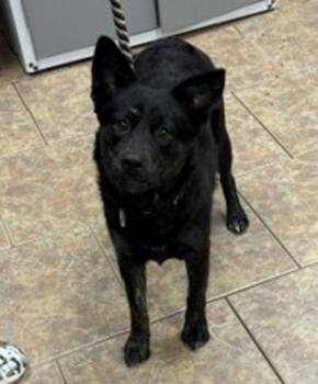 Australian Cattle Dog Blue Heeler and Collie Dogs Available for Adoption in Littleton, Colorado - Stormy | PetCurious