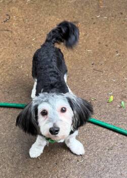 Sylvia -  Schnauzer and Yorkshire Terrier Dog for Adoption in Buffalo, New York - Sylvia | PetCurious