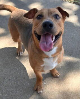 Rescue Basset Hound and Terrier Dogs for Adoption in Bloomfield, Connecticut - Champ2 | PetCurious