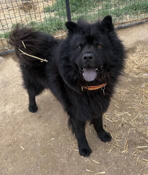 Chow Chow Dogs Available for Adoption in Challis, Idaho - Serious | PetCurious