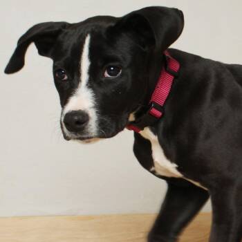Pit Bull Terrier and Mixed Breed Dogs Available for Adoption in Minnetonka, Minnesota - Pixie D68951 | PetCurious