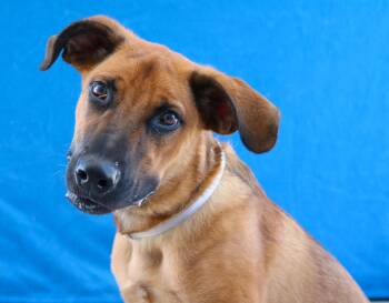 ROCKY -  German Shepherd Dog Dog for Adoption in Pasadena, California - ROCKY | PetCurious