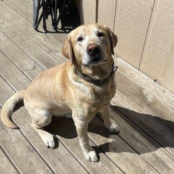 Cooper -  Labrador Retriever Dog for Adoption in Saint Joseph, Missouri - Cooper | PetCurious