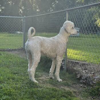 Labrador Retriever and Standard Poodle Dogs Available for Adoption in New Orleans, Louisiana - Murphy (Benefactor Dog) | PetCurious