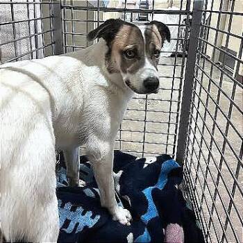 Kai -  Border Collie and Mixed Breed Dog for Adoption in Austin, Texas - Kai | PetCurious