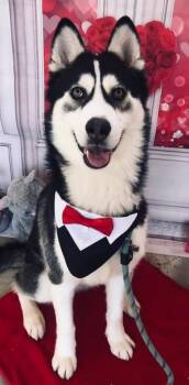 Oreo -  Siberian Husky Dog for Adoption in Menifee, California - Oreo | PetCurious