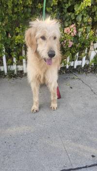 Rescue Goldendoodle Dogs for Adoption in Torrance, California - Stella | PetCurious