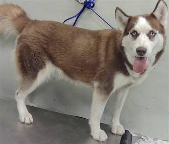 Husky and Mixed Breed Dogs Available for Adoption - A2060726 | PetCurious