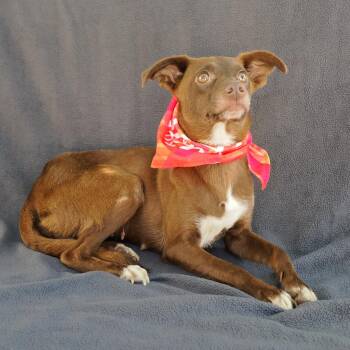 Chihuahua and Mixed Breed Dogs Available for Adoption in Richmond, California - HAZELNUT | PetCurious