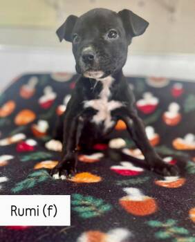 Black Labrador Retriever Dogs Available for Adoption - Rumi  | PetCurious