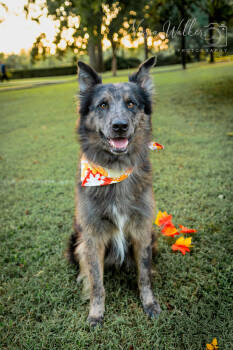 Rescue German Shepherd Dog Dogs for Adoption in Tulsa, Oklahoma - Dusk | PetCurious