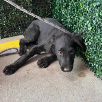 61277823 -  Labrador Retriever and Shepherd Dog for Adoption in El Paso, Texas - 61277823 | PetCurious
