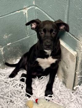 Rescue Mixed Breed Dogs for Adoption in Danielsville, Georgia - Felix | PetCurious