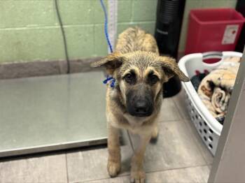 German Shepherd Dog and Mixed Breed Dogs Available for Adoption in Grand Prairie, Texas - FIREWORK | PetCurious