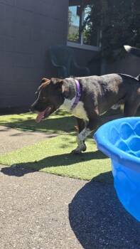 Oakley -  Pit Bull Terrier and Husky Dog for Adoption in Victoria, British Columbia - Oakley | PetCurious