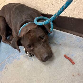 BLOSSOM -  Mixed Breed Dog for Adoption in Memphis, Tennessee - BLOSSOM | PetCurious