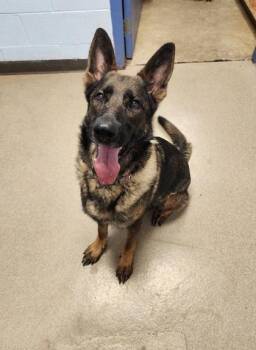 Eclipse -  German Shepherd Dog Dog for Adoption in Lafayette, Indiana - Eclipse | PetCurious