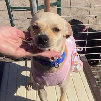 Rescue Chihuahua and Rat Terrier Dogs for Adoption in Warren, Rhode Island - Chloe | PetCurious