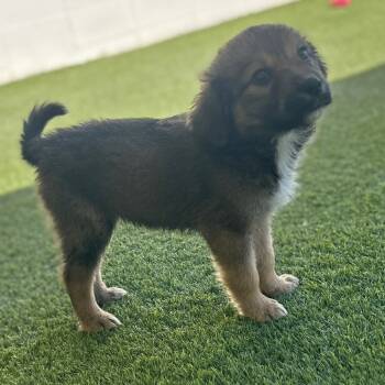 Rescue Mixed Breed Dogs for Adoption in Loxahatchee Groves, Florida - Miyah 1782 | PetCurious