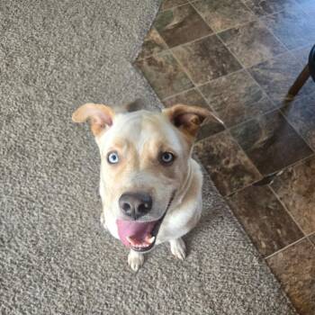 Scout -  Yellow Labrador Retriever and Mixed Breed Dog for Adoption in Fargo, North Dakota - Scout | PetCurious