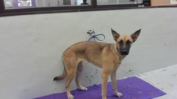 COOKIE -  German Shepherd Dog and Mixed Breed Dog for Adoption in Houston, Texas - COOKIE | PetCurious