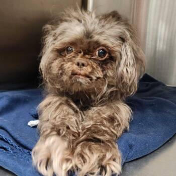 Gnatalie -  Mixed Breed Dog for Adoption in Davenport, Iowa - Gnatalie | PetCurious