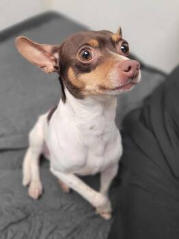 Rat Terrier and Chihuahua Dogs Available for Adoption - Mochi | PetCurious