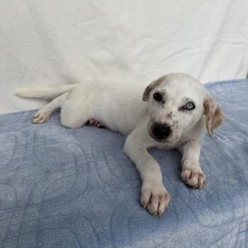 Weptile -  Cattle Dog and Shepherd Dog for Adoption in Carencro, Louisiana - Weptile | PetCurious