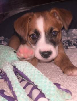 Coco -  Cane Corso and Beagle Dog for Adoption in Conroe, Texas - Coco | PetCurious