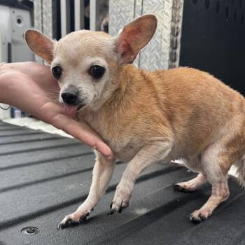 Chihuahua Dogs Available for Adoption in Buchanan Dam, Texas - Gummies | PetCurious
