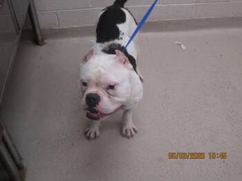Mellow Fellow(408) -  Pit Bull Terrier Dog for Adoption in Marietta, Georgia - Mellow Fellow(408) | PetCurious