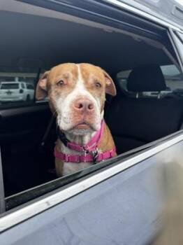 Pit Bull Terrier and Mixed Breed Dogs Available for Adoption in Honolulu, Hawaii - Aulani | PetCurious