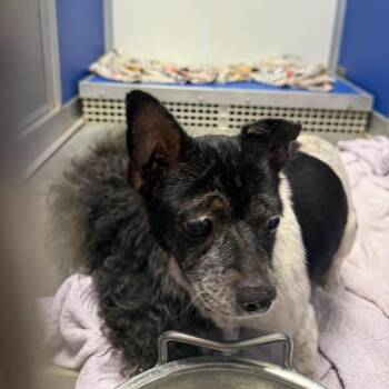 Chaya -  Mixed Breed Dog for Adoption in Webster, Texas - Chaya | PetCurious