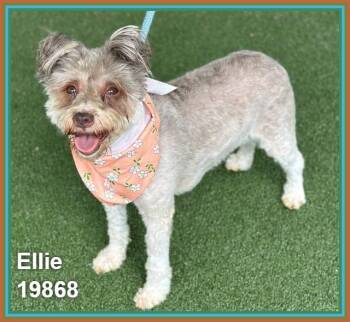 ELLIE -  Terrier and Schnoodle Dog for Adoption in Marietta, Georgia - ELLIE | PetCurious