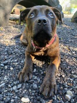 Olive -  Boxer and Mixed Breed Dog for Adoption in Fall River, Massachusetts - Olive | PetCurious