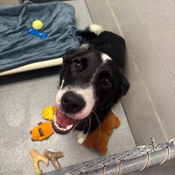 Dutch -  Border Collie Dog for Adoption in Evansville, Indiana - Dutch | PetCurious