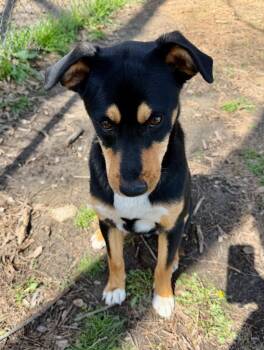 Shepherd Dogs Available for Adoption - Toretto | PetCurious
