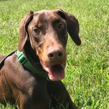 Doberman Pinscher Dogs Available for Adoption in Sandown, New Hampshire - 7639 Dallas | PetCurious