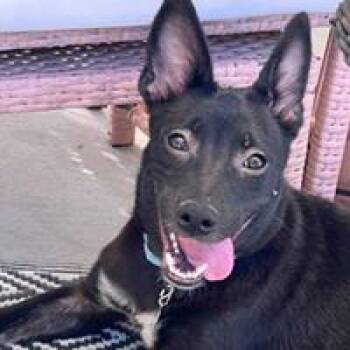 Vanessa - WAITING FOR HER FOREVER HOME -  Cattle Dog Dog for Adoption in Thousand Oaks, California - Vanessa - WAITING FOR HER FOREVER HOME | PetCurious