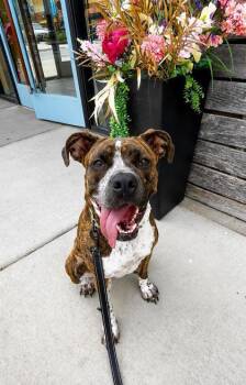 Supriya -  Pit Bull Terrier and Mixed Breed Dog for Adoption in Kansas City, Missouri - Supriya | PetCurious