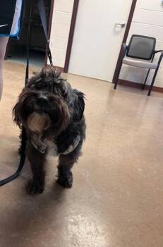 Schnauzer and Mixed Breed Dogs Available for Adoption - Micho | PetCurious