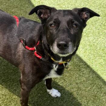 Clara Bell -  Mixed Breed Dog for Adoption in Asheville, North Carolina - Clara Bell | PetCurious