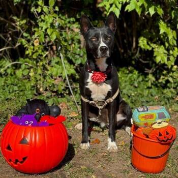 Rescue Shepherd and Husky Dogs for Adoption - Delta | PetCurious