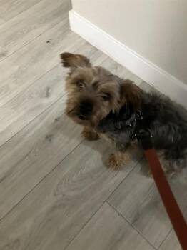 SNAPPER -  Mixed Breed Dog for Adoption in Dallas, Texas - SNAPPER | PetCurious