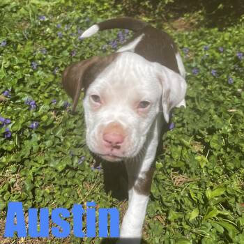 Hound and Mixed Breed Dogs Available for Adoption in Ellicott City, Maryland - Austin | PetCurious