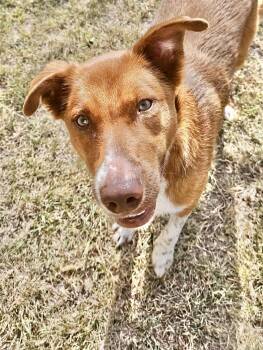 Bingo -  Australian Cattle Dog Blue Heeler Dog for Adoption in Austin, Texas - Bingo | PetCurious