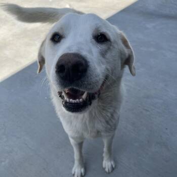Barkley -  Labrador Retriever and Great Pyrenees Dog for Adoption in Birmingham, Alabama - Barkley | PetCurious
