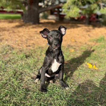 Lake--In Foster -  Mixed Breed Dog for Adoption in Fargo, North Dakota - Lake--In Foster | PetCurious
