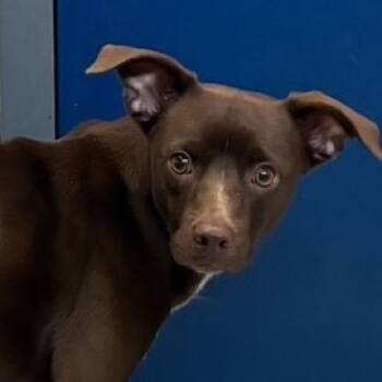 Rescue Mixed Breed Dogs for Adoption in Dayton, Ohio - Albie | PetCurious